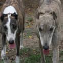 Photo of Wispa