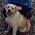 Photo of Dexter (Adopted 14/7/13)