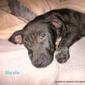Photo of Puppy, Sizzle (On Trial 14/7/13)