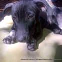 Photo of Puppy, Sizzle (On Trial 14/7/13)