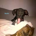 Photo of Puppy, Sizzle (On Trial 14/7/13)