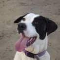 Photo of Dora ... A ..Dora .....Bull ......
