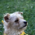 Photo of Benji (On Trial 14/7/13)