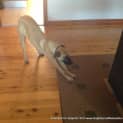 Photo of Yana (On Trial 13/7/13)