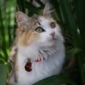 Photo of Hazel