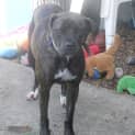 Photo of Zena (On Hold Pending Adoption On 3/8/13)