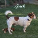 Photo of Jack (2) (On Trial 8/9/13)