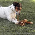 Photo of Jack (2) (On Trial 8/9/13)