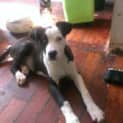 Photo of Gypsy
