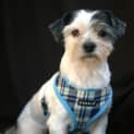 Photo of Riley