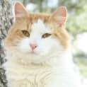 Photo of Pickle