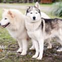 Photo of Sire (To Be Rehomed With Sheeba)