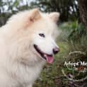 Photo of Sheeba (To Be Rehomed With Sire)