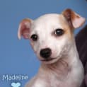 Photo of Puppy Madeline (On Tiral 10/8/13)