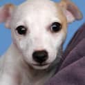 Photo of Puppy Madeline (On Tiral 10/8/13)