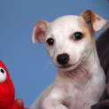 Photo of Puppy Madeline (On Tiral 10/8/13)