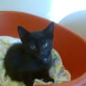 Photo of Blacki ,Cricket