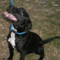 Photo of Buddy 