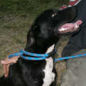 Photo of Buddy 