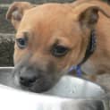 Photo of Daisy (On Trial 17/8/13)