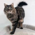 Photo of Scarlett Located In Preston