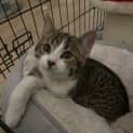 Photo of Nala