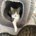 Photo of Nala