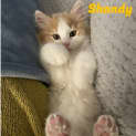 Photo of Shandy