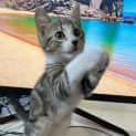Photo of Macey