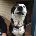 Photo of Tonto (On Trial 17/8/13)