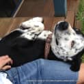 Photo of Tonto (On Trial 17/8/13)