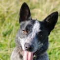 Photo of Stumpy (On Trial 23/7/13)