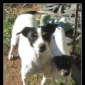 Photo of Blossom.. Kind, Calm And Loving!