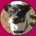 Photo of Willow... Dainty And Delightful!