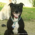 Photo of Jay Jay (Adopted 26/12/13)