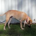 Photo of Roxy