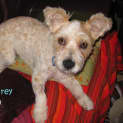 Photo of Humphrey (On Trial 27/7/13)