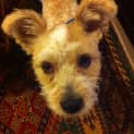 Photo of Humphrey (On Trial 27/7/13)