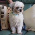 Photo of Gizmo