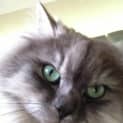 Photo of Zorro