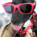 Photo of Jay Jay (Adopted 26/12/13)