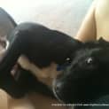 Photo of Jay Jay (Adopted 26/12/13)