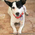 Photo of Roxy (On Trial 3/9/13)