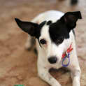 Photo of Roxy (On Trial 3/9/13)