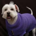 Photo of Chi Chi
