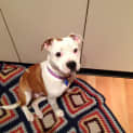 Photo of Moo (On Trial 4/8/13)