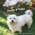 Photo of Snookie And Pookie (On Trial 23/8/13)