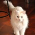 Photo of Princess (Bn C148) 