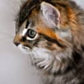 Photo of Pippet