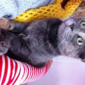 Photo of Lacie (Bn C140) 
